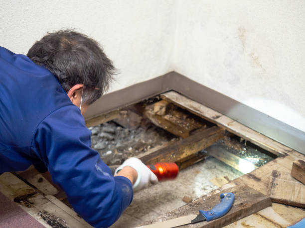 Best Residential Mold Remediation in Bel Nor, MO