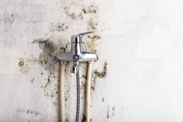 Best Commercial Mold Remediation in Bel Nor, MO