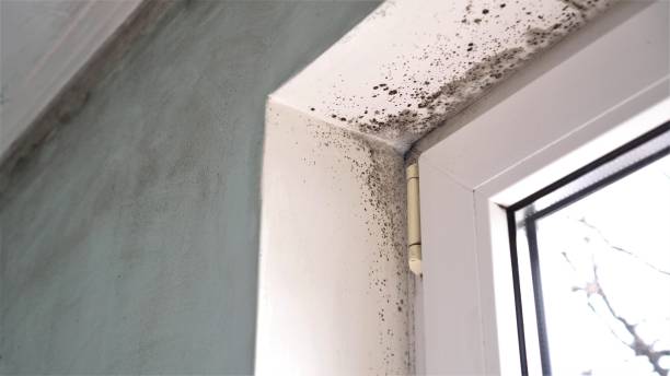 Best Attic Mold Remediation in Bel Nor, MO