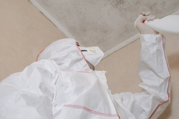 Best White Mold Remediation in Bel Nor, MO