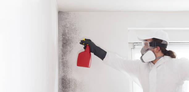 Best DIY Mold Remediation Support Services in Bel Nor, MO